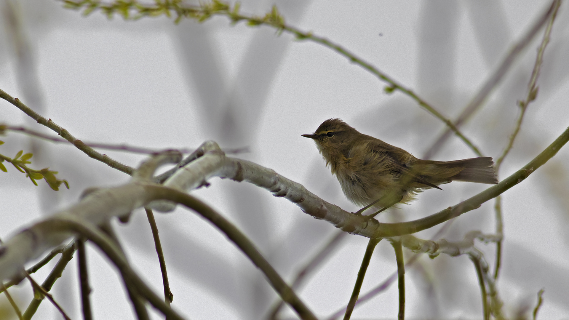 Common Chiffchaff